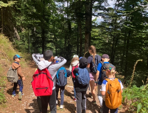 Colo 8-12 : une sortie en forêt